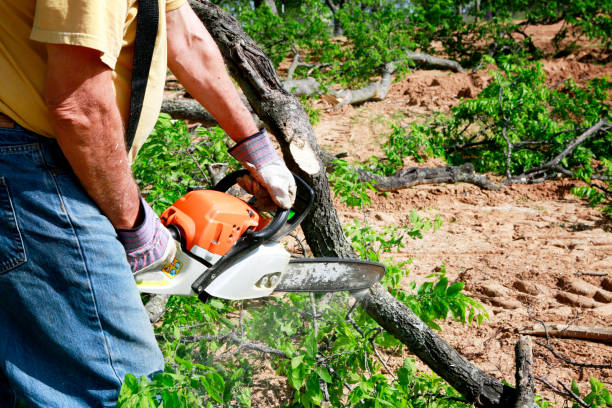 Leaf Removal in Gardnerville Ranchos, NV